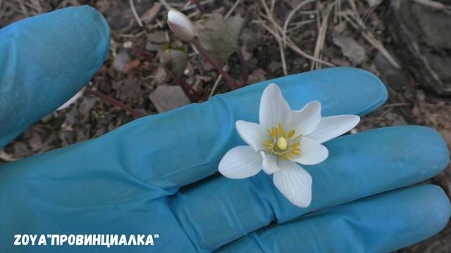 Сангвинария Канадская/ СУПЕР цветок для сада!!! #сангвинария #деревня #весна смотреть онлайн