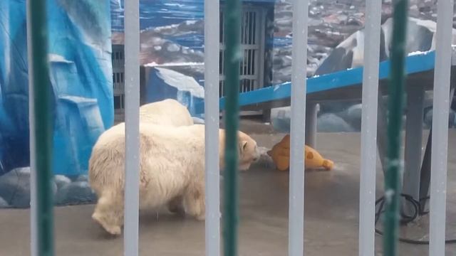 Белые медведи в зоопарке Перми