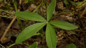 Лапчатка белая - ценнейшее лекарственное растение!