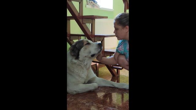 Что такое собака в доме?.....🥰TikTok с Алабаем ❤️ Ахмад смотреть онлайн