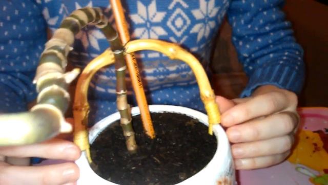 Мои комнатные растения. Как пересаживать золотой ус смотреть онлайн