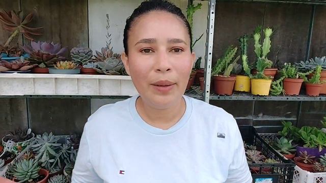 top 4 suculentas de colección / 2 suculentas gigantes смотреть онлайн