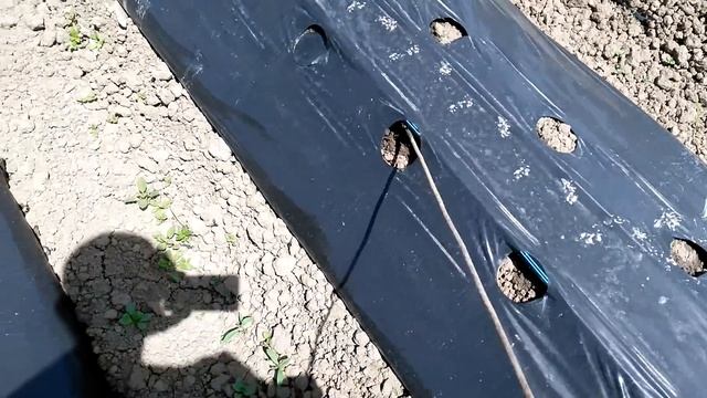 Посадка рассады 