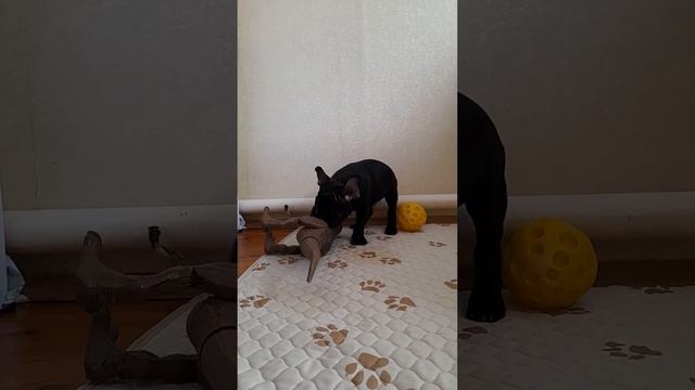 Яблочный Фреш смотреть онлайн