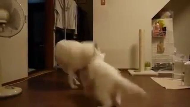 Кот доказал, что он главный смотреть онлайн