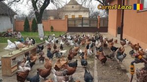 ГОЛУБИ КИНГИ - УНИКАЛЬНАЯ КОЛЛЕКЦИЯ