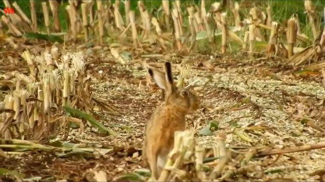 Yu. Nikulin „Hasen mähen das Gras“ смотреть онлайн