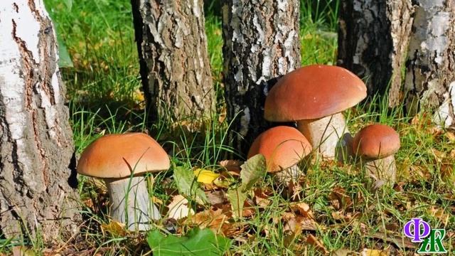 Призрачный КОТ 1. «Лиза, смотри!» - лесной КОТ, вдруг, появился из тумана и подошёл к костру смотреть онлайн