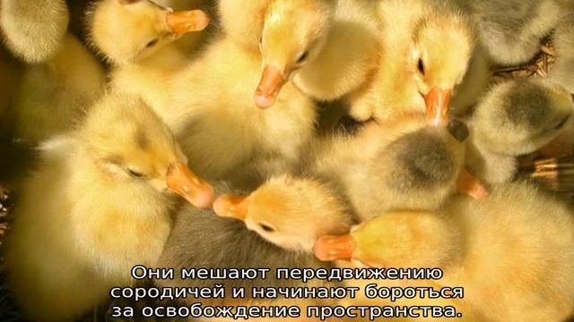 Почему гусята выщипывают пух друг у друга смотреть онлайн