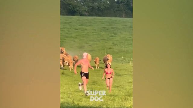 Try Not To Laugh | Funniest Animals Videos | Super Dog смотреть онлайн