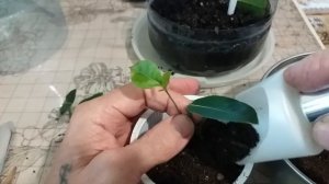 Укореняем лавровое деревце черенками