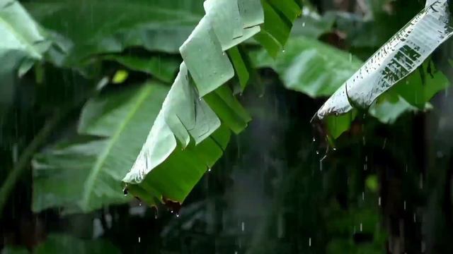 Rain With Music (8)