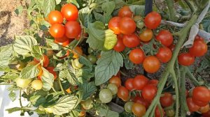 Томат Пуговка. Сорт.