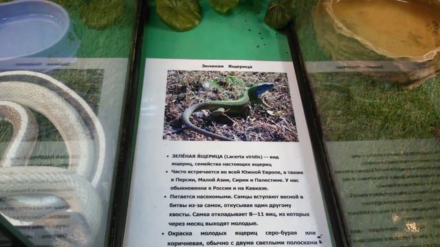 И наконец - то самые любимые паучки... смотреть онлайн