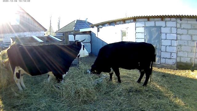 УДОИ МОЛОКА РАСТУТ!! МАЛЕНЬКИЕ СЕКРЕТЫ БОЛЬШИХ УДОЕВ! смотреть онлайн