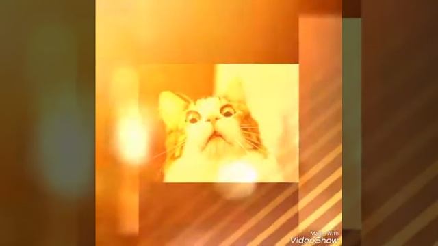 ТОП САМЫХ ПРИКОЛЬНЫХ ФОТОГРАФИЙ??????? смотреть онлайн