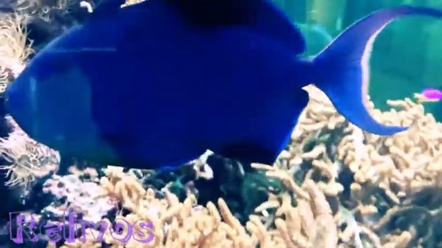 Самая страшная рыба в мире (не смотреть) !!!!! смотреть онлайн