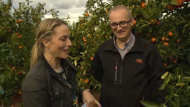 Juicy Clementines - harvesting the fruit смотреть онлайн