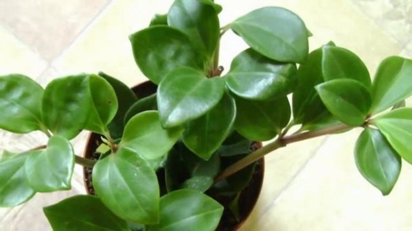 Разнообразие Пеперомий. Пеперомия – виды и сорта!