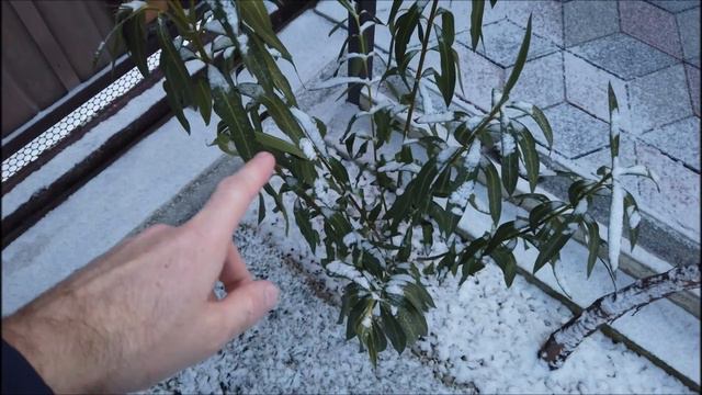 Морозостойкость экзотических растений при -5! смотреть онлайн