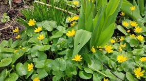 КАЛУЖНИЦА БОЛОТНАЯ. ПОЛЕЗНЫЕ СВОЙСТВА.