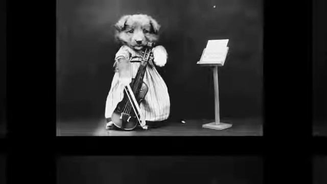 Коты и Собаки Черно белое фото из прошлого века смотреть онлайн