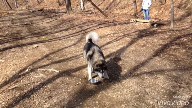 Обучение собаки направлениям вперед-лево-право смотреть онлайн