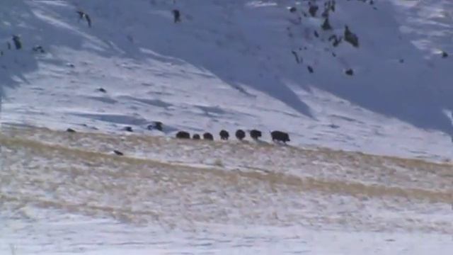 дикие кабаны смотреть онлайн