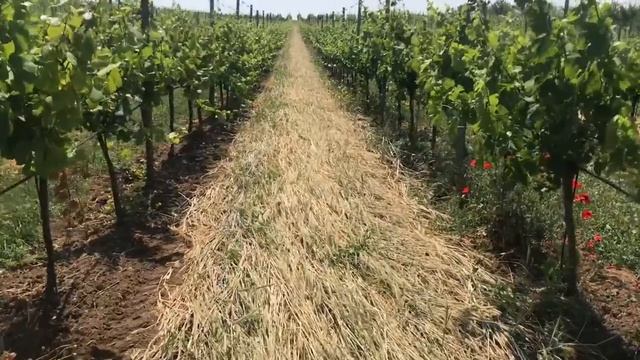 No-till в винограднике | Покровные культуры в междурядиях смотреть онлайн