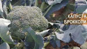 Как выращивать капусту брокколи. КФХ Юрия Коровина. Калининградская область.
