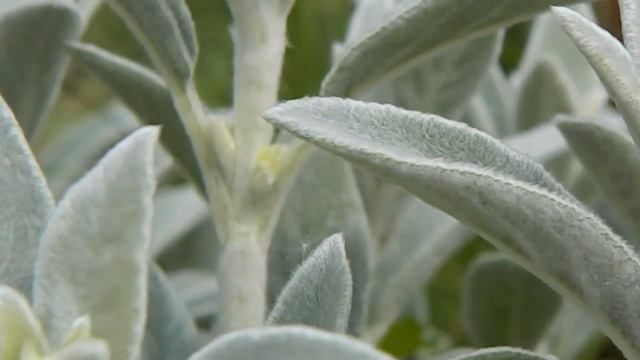 Стахис_чистец шерстистый часть_2 Отличного настроения! смотреть онлайн