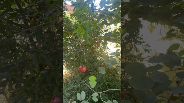 Quick update about growing trees in close proximity смотреть онлайн
