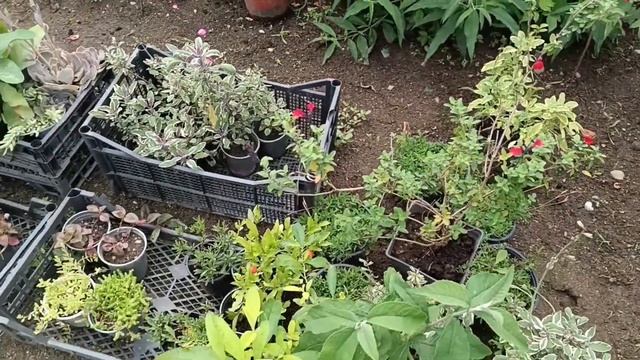 Гортензия Фантом и Фрайз Мельбо. Прогулка по саду Татьяны Краснодарский край ?? смотреть онлайн