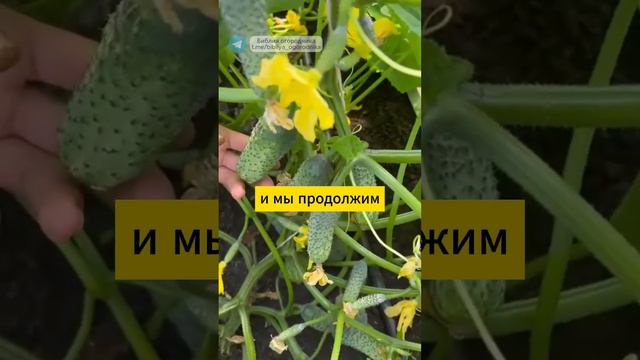 Уродливые ГРУШЕВИДНЫЕ ОГУРЦЫ: секретный раствор для восполнения калия #огурцы  #огород #урожай #сад