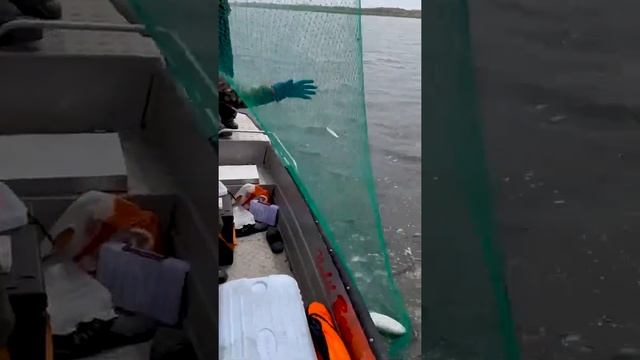 Ловля тайменя на Сахалине смотреть онлайн