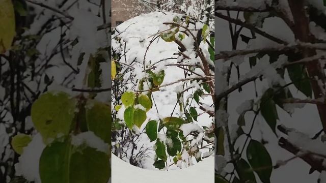 Трофим - я знаю точно, растает лёд (Московская песня)