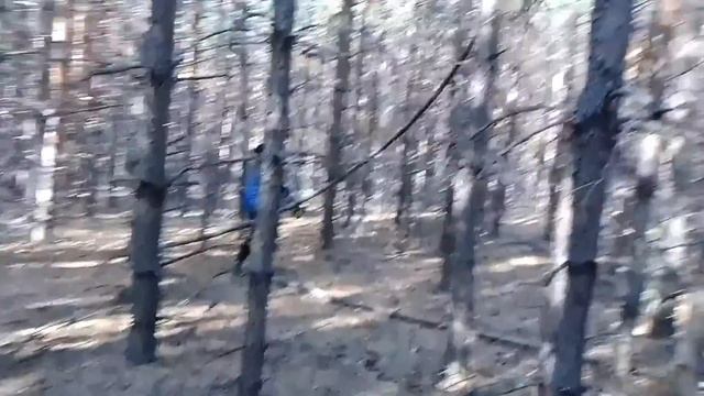 Обзор На Пилу Hüter BS-52. Проверка в Лесу смотреть онлайн