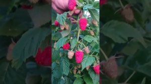 Сорт малины "Нижегородец". Супер малина ,в ней прекрасно всё!