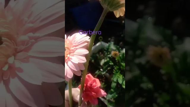 flower 🌺 Gerbera # gardening # rooftop # смотреть онлайн