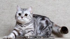 Чем кормить котенка 2 месяца: сколько раз в день и какой пищей