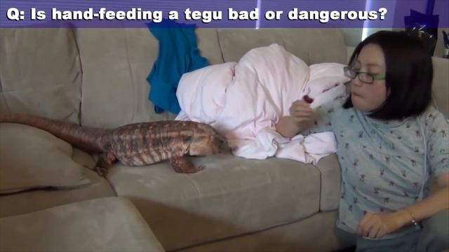 ☜ Pet Tegu Lizards - Must Watch FAQ! смотреть онлайн