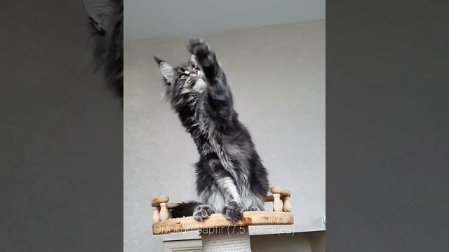 ДивоКун Сапфир (7,5 месяцев) Голубой мраморный мейн-кун смотреть онлайн