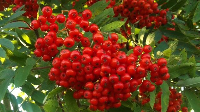 Стихотворение ~ "Отговорила роща золотая..."Сергей Есенин смотреть онлайн