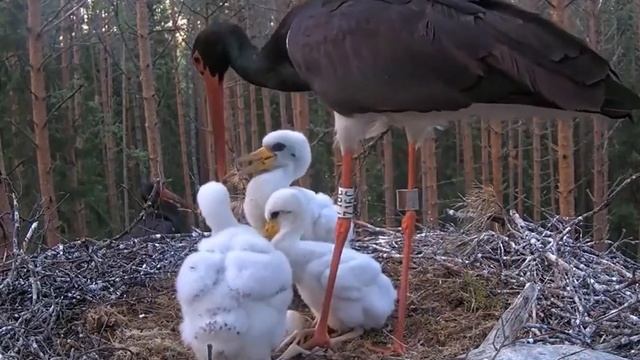 Черный аист . Аист кормит и аистиху, и аистят.