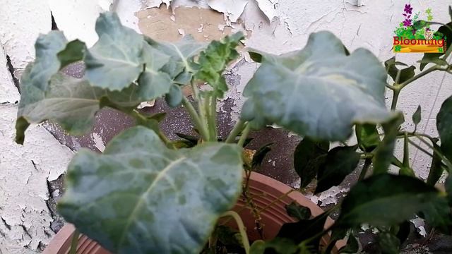 ബ്രോക്കോളി ഇല തോരൻ || BROCCOLI LEAF STIR FRY || Blooming Desert || LifenLive смотреть онлайн