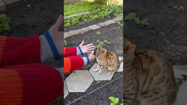 Злой бенгал. Котопёс. Кот Лёня #бенгал #бенгальскаякошка #bengalcat #cat #animal #весна смотреть онлайн