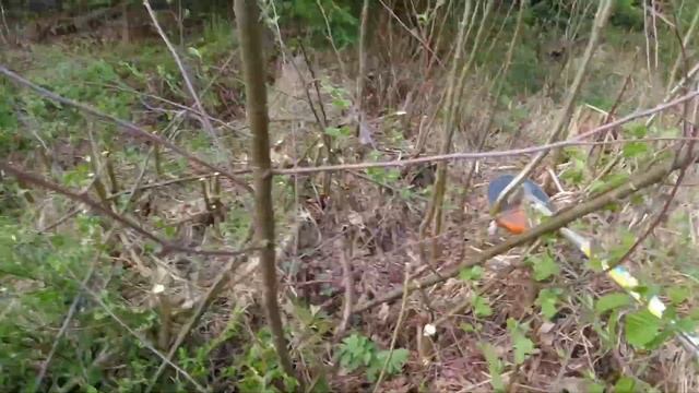 Clearing our 10 years old spruce forest to growth angle смотреть онлайн