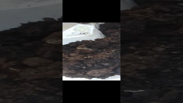 обзор на мой домашний агарод смотреть онлайн