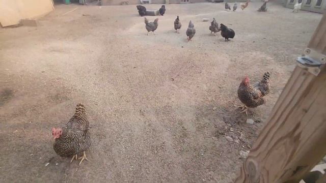 ГДЕ ЖИВУТ МОИ КУРЫ смотреть онлайн