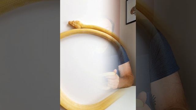 #reptiles #python #snake Albino Carpet Python смотреть онлайн